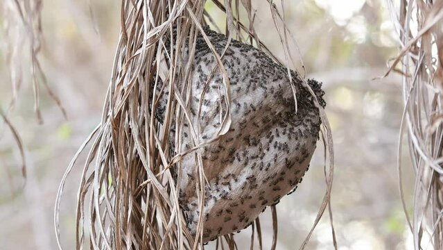 Nest of Long-waisted Honey Wasps