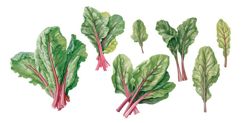 watercolor leafy swiss chard clipart for graphic resources
