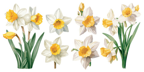 watercolor narcissus clipart for graphic resources - obrazy, fototapety, plakaty