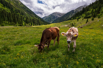 Two happy cows in the mountains of tyrol near the Schlegeis reservoir in austria in summer on a green meadow - obrazy, fototapety, plakaty