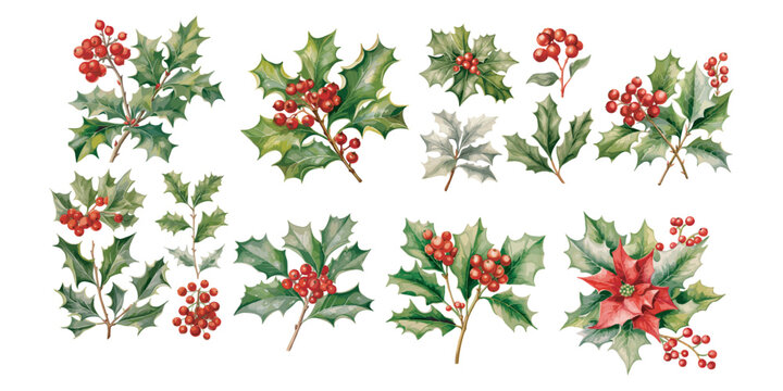 watercolor holly plant flower clipart for graphic resources
