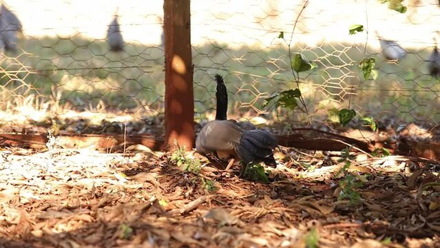 Male Adult Bare-faced Curassow