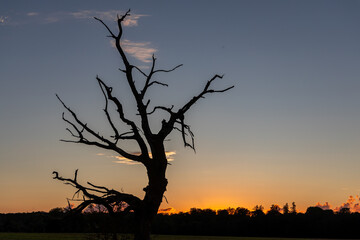 einzelner Baum im Sonnenuntergang Naturdenkmal im Harz