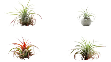 air plants Generative AI