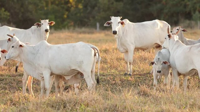 nelore cattle on dry pasture