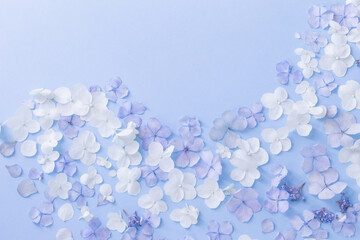 blue and white  hydrangea flowers on blue background