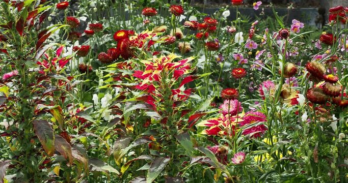 Massif fleuri d"amarantes tricolores ou amarantes fournaises (Amaranthus tricolor) au feuillage touffu, &eacute;blouissant, color&eacute; de jaune, vert et rouge sur tiges dress&eacute;es fr&eacute;missant dans le vent 
