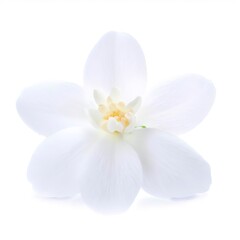 Obraz na płótnie Canvas Jasmine flower isolated on white background
