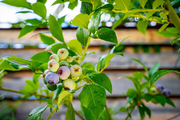 Growing blueberry close-up in the garden, blue berry on a branch