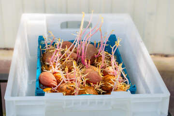 Preplant preparation of germinated potatoes, soaking root crops in a disinfectant