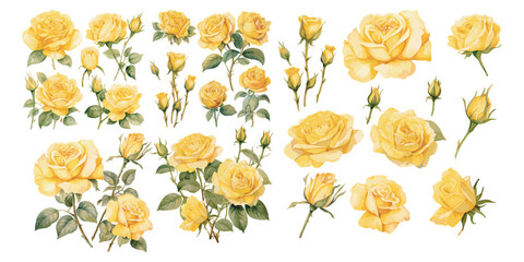 watercolor yellow rose clipart for graphic resources