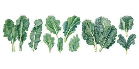 watercolor leafy kale clipart for graphic resources