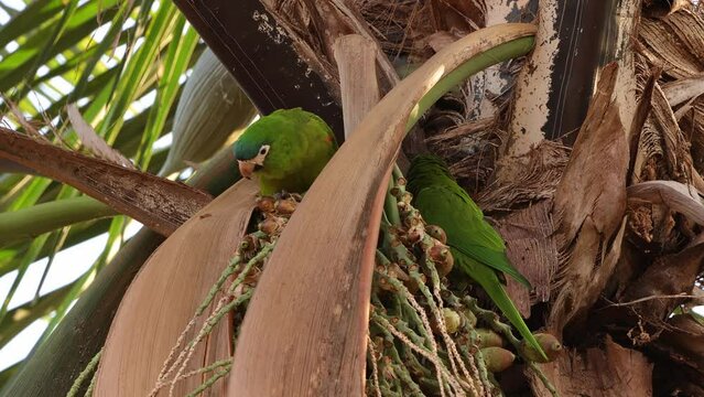Adult Red shouldered Macaw