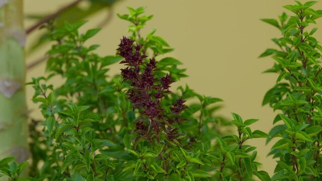 Sweet Basil Plant