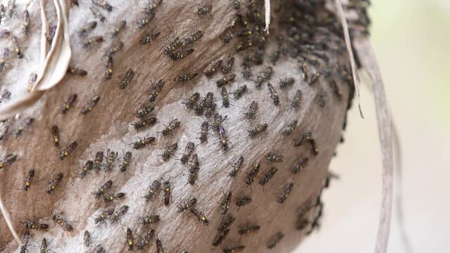 Nest of Long-waisted Honey Wasps