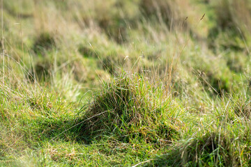 Long grass in a field on a farm. Green Pasture in a meadow on a ranch in Australia in spring