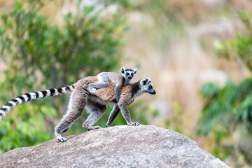Ring-tailed lemur (Lemur catta), Mother with baby on back sitting on stone. Endangered endemic...