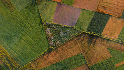 Fototapeta premium Field from above