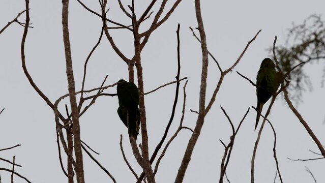 Red shouldered Macaw silhouette at night