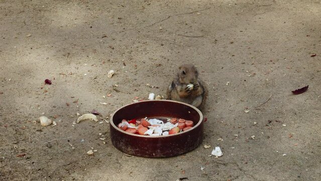 adorable scene of a prairie dog enjoying a meal of vegetables from a bowl. The close-up perspective reveals the delicacy and focus of the prairie dog during its meal.