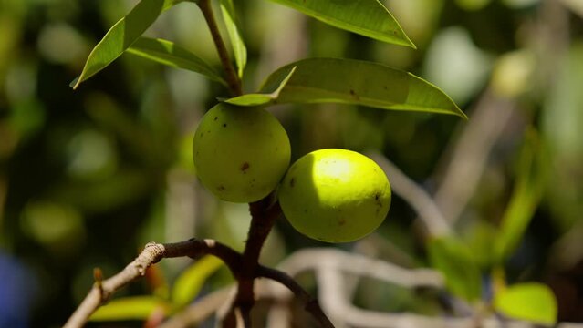 fruits called Mangaba with selective focus