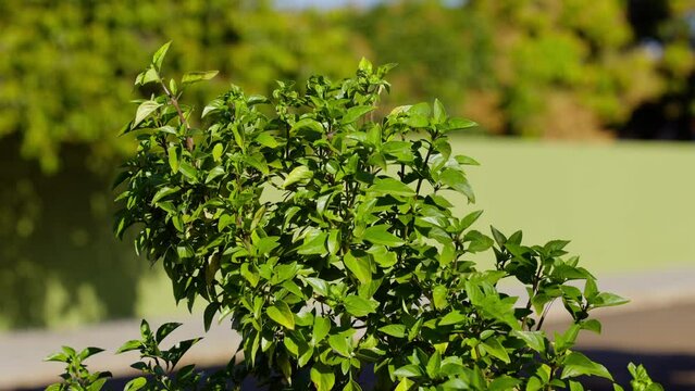 Sweet Basil Plant