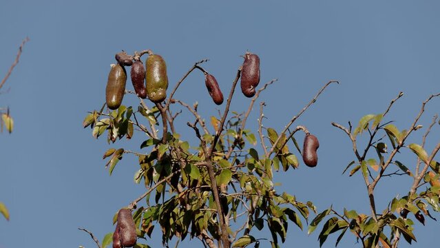 Stinkingtoe Tree with Fruits