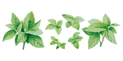 watercolor mint leaf clipart for graphic resources © Dgillustration12u