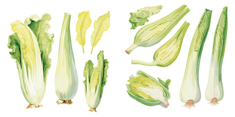 watercolor endive clipart for graphic resources - obrazy, fototapety, plakaty