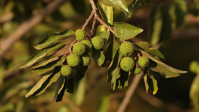 West Indian Elm Plant