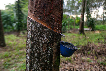 bokeh photo The sap from a rubber tree is being tapped using a container and collected every day as...