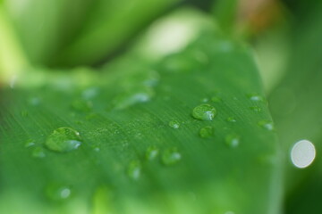selectively focus on Water droplets on banana leaf. softfocus. for refreshing photos