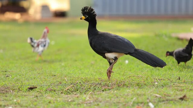 Male Adult Bare-faced Curassow