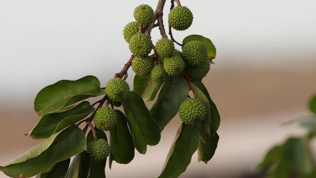 West Indian Elm Plant