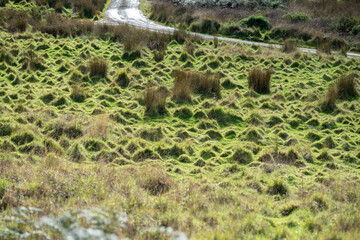 Long grass in a field on a farm. Green Pasture in a meadow on a ranch in Australia in spring