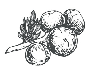 Fig branch on a white background. Tropical plant, raw fruit, leaf. Sketch of sweet fruits. Vector image in engraving style. Suitable for packaging design, logo.