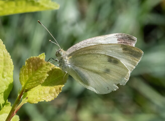 Pieris rapae butterfly ( small cabbage white ) sitting on a leaf. 