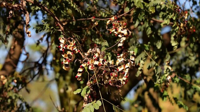 Saga Tree Seeds