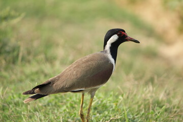 Red-wattled lapwing