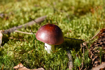 Brown hat of mushroom Russula growing in green moss