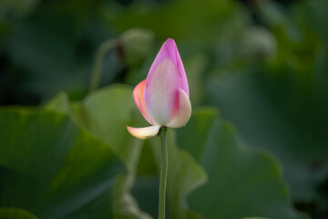 pink lotus flower