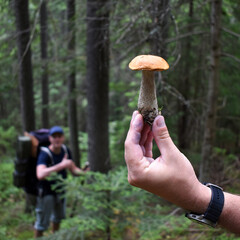 Mushroom (Leccinum versipelle) in the hand of a man close-up on the background of the forest