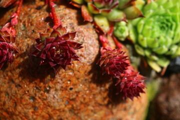 Naklejka premium rojnik ogrodowy Sempervivum