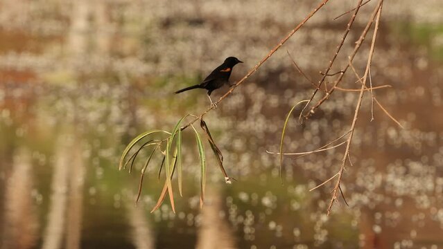 Animal Bird Variable Oriole