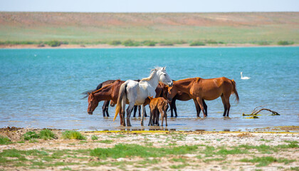 Horses on the lake. Beautiful horses with a foal in the wild, mane fluttering in the wind. Wild nature, beautiful scenery.