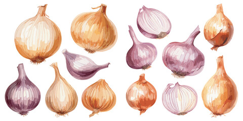 watercolor onion clipart for graphic resources - obrazy, fototapety, plakaty