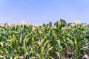 Agricultural corn plant in sunny day - growing green corn plant with blue sky