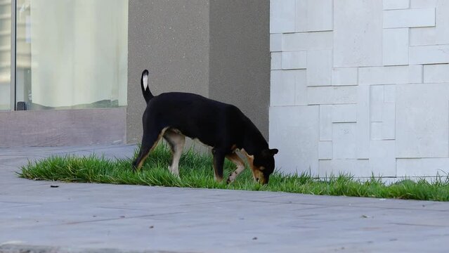 dog urinating in grass on sidewalk