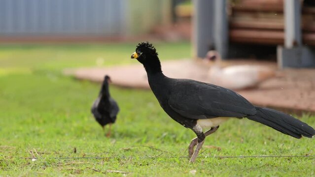 Male Adult Bare-faced Curassow