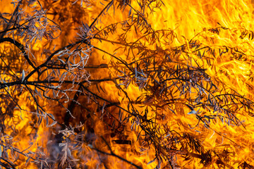 fire in the tree branches and leaves